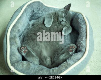 British shorthair lying on his back Stock Photo
