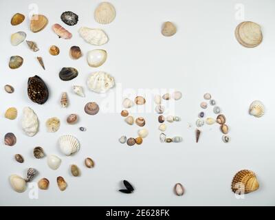 Shells composition. Shells on white background. Sea concept. Flat lay, top view Stock Photo