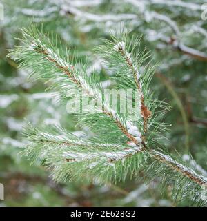 Water drops and snow on the pine tree branches, Stock Photo