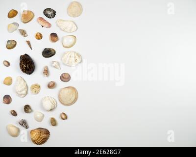Shells composition. Shells on white background. Flat lay, top view Stock Photo