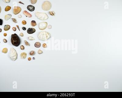 Shells composition. Shells on white background. Flat lay, top view Stock Photo