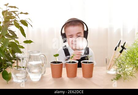 Green cucumber sprouts in paper cups. The child is engaged in gardening and explores plants, looks screwing up my eyes through the magnifying glass and listens to audio in headphones. Stock Photo