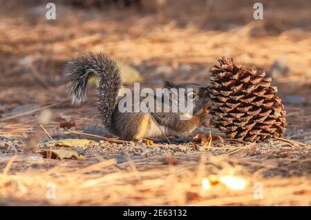 Douglas' Squirrel Tamiasciurus douglasii is feeding on a pine cone, Eastern Sierra Nevada Mountains, California, USA. Stock Photo
