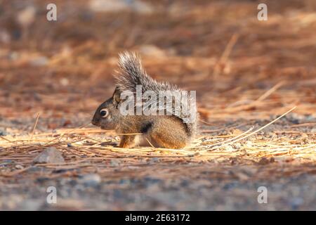 Douglas' Squirrel Tamiasciurus douglasii forage, Eastern Sierra Nevada Mountains, California, USA. Stock Photo