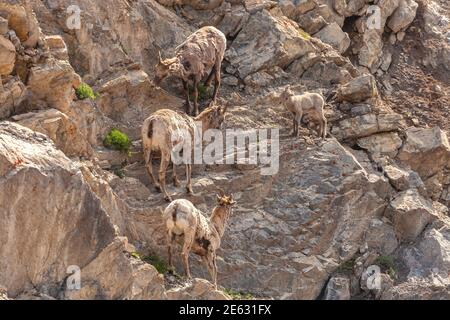 Three female big horn sheep (Ovis canadensis canadensis) and a lamb on the rocky mountain slope, Banff National Park, Alberta, Canada. Stock Photo