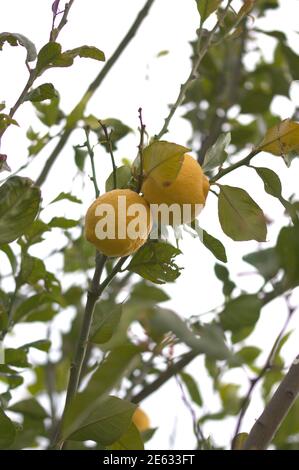 Detail of the branches of a lemon tree from which some ripe yellow lemons hang Stock Photo