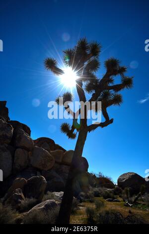 Iconic Joshua trees are silouetted by the bright afternoon sun in Joshua Tree National Park in California.