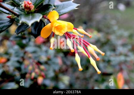 Berberis darwinii ‘Nana’ Darwin’s barberry – clusters of small-bell-shaped orange flowers and pistils,  January, England, UK Stock Photo