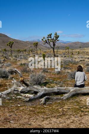 A woman visiting Joshua Tree National Park in California sits on the remains of a dead Joshua tree in the park. Stock Photo