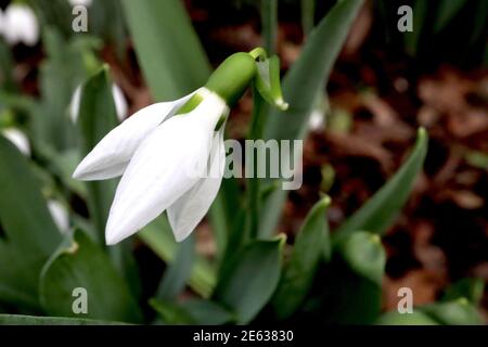 Galanthus x hybridus ‘Merlin’ Snowdrop Merlin – pendent white bell-shaped flowers with large green mark on inner petals, January, England, UK Stock Photo