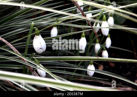 Galanthus nivalis Snowdrops – budding group of white bell-shaped flowers among linear leaves,  January, England, UK Stock Photo