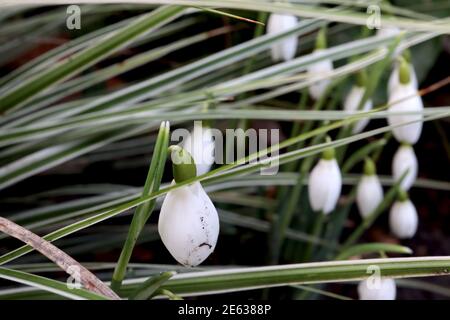 Galanthus nivalis Snowdrops – budding group of white bell-shaped flowers among linear leaves,  January, England, UK Stock Photo