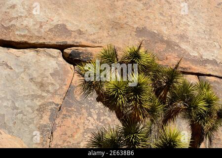 Huge granite outcroppings and boulders compete with Joshua trees as scenic attractions in Joshua Tree National Park in California. Stock Photo