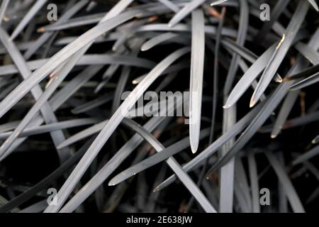 Ophiopogon planiscapus ‘Kokuryu’ Black mondo grass – tufts of thin black arching leaves,  January, England, UK Stock Photo