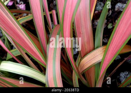 Phormium tenax ‘Jester’ Flax lily Jester - red, pink and yellow leaves edged in vivid green,  January, England, UK Stock Photo