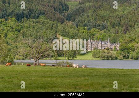 Grazing cows in front of the of Mor Trossachs, facing Loch Achray, Scotland. Concept: travel to Scotland, typical landscapes of Scotland Stock Photo