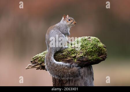 The eastern gray squirrel, also known as the grey squirrel depending on region, is a tree squirrel in the genus Sciurus. Stock Photo
