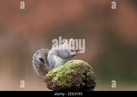 The eastern gray squirrel, also known as the grey squirrel depending on region, is a tree squirrel in the genus Sciurus. Stock Photo