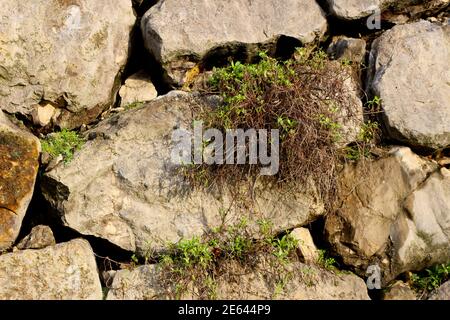 Large rocks in a wall with wild plants growing from crevices in early morning sun Stock Photo