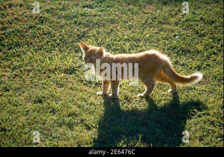 10 Week Old Ginger kitten walking on Grass Stock Photo