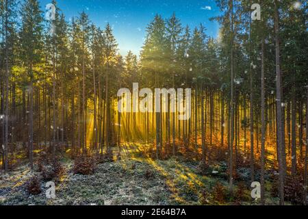 Wonderful moment in a foggy autumn forest, sunrays a coming through the morning fog and enlightens the idyllic place of nature, impressive environment Stock Photo