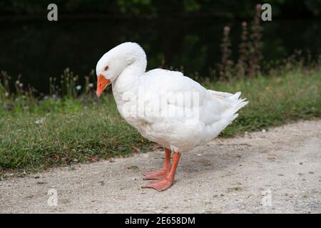 White goose on a path on the edge of the grass Stock Photo