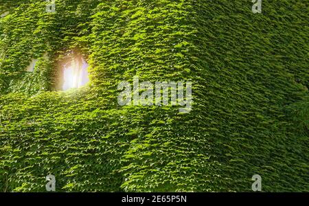 Green facade eco house evergreen hedge wall overgrown by wild grapes covered ivy. Vine creeper around window on facade of house covered wild grape Stock Photo