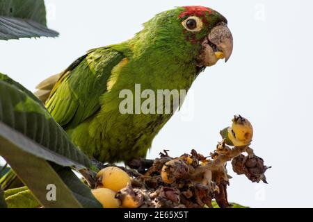 Parrot eating fruit on a tree ,Lima city ,Perú. Stock Photo