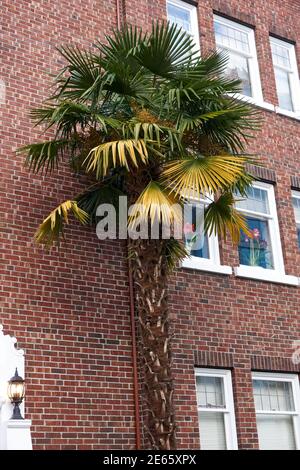 Windmill Palm tree (Trachycarpus fortunei) or Chusan palm growing outside an apartment building in Vancouver, British Columbia, Canada Stock Photo