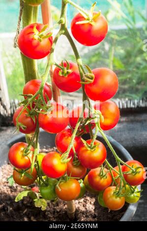 Ripe Gardeners Delight tomatoes grown indoors in large pot  A very popular Indeterminate cherry variety of tomato Stock Photo