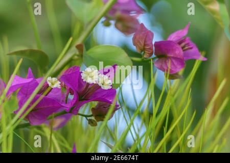 bougainvillea plant flowers among the grass outdoors in august Stock Photo