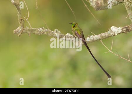 Black-tailed Trainbearer juvenile male, Lesbia victoriae, perched on branch. Stock Photo