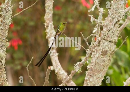 Black-tailed Trainbearer male, Lesbia victoriae, perched in tree. Stock Photo