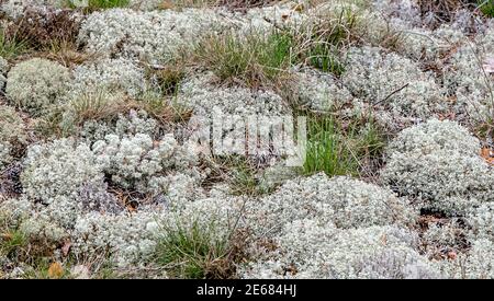 Close up True Iceland lichen Moss gray branches Stock Photo