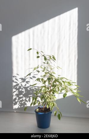 Home green plant in a bright sunny room in the morning. Ficus Benjamin in a blue pot, lit by the bright sun and shadows on the wall. Soft focus. Stock Photo