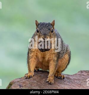 Squirrel on rock with nut Stock Photo