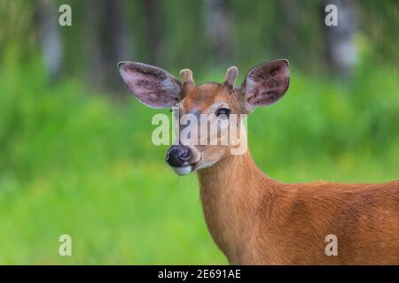 Portrait of a young white-tailed buck in velvet. Stock Photo