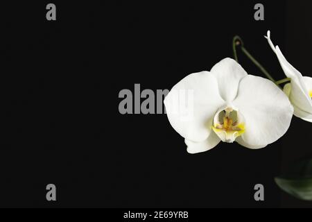 White orchid flower on the black background Stock Photo