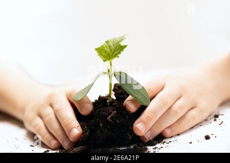 child holds in hands of fertile soil with sprout of cucumber plant on blur background. concept of organic farming Stock Photo