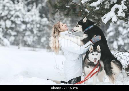 The girl rides on a sled on a sled with Siberian huskies in the winter forest. Pet. Husky. Husky art poster, Husky print,