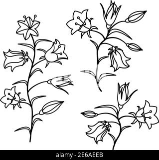 Bluebell flowers. Sketch. Hand drawn outline vector illustration