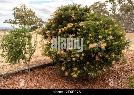 Native Australian grevillea shrubs in a Landscaped Australian Native Plant Garden Stock Photo