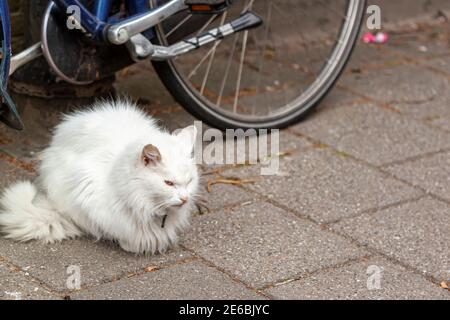 A beautiful fluffy white cat is sitting on a cobblestone street by a bike. The purebred looks shy and  scared based on its posture. Stock Photo