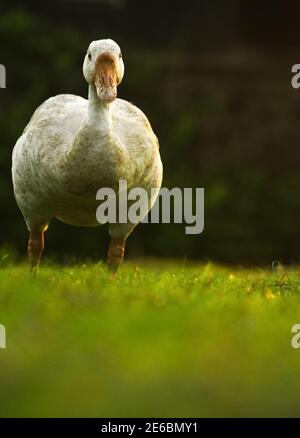 Mother White Teal Duck On Grass. White Duck Roaming on Grass Ground. Stock Photo