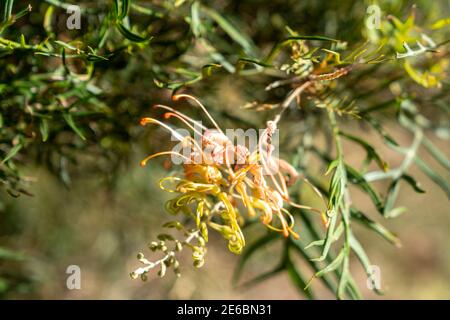 Native Australian grevillea shrubs in a Landscaped Australian Native Plant Garden Stock Photo