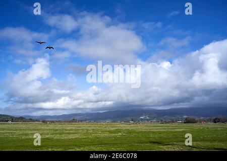 Dusting of snow covers hills and a pair of geese flying over a grass field after a cold winter storm in January 2021 in Sonoma County, California. Stock Photo