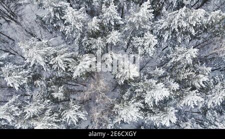 Aerial photography from a drone. Beautiful winter snowy forest. The wind sways the branches Stock Photo