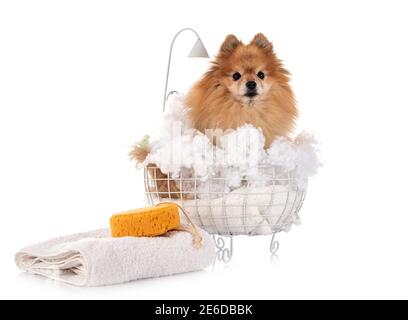 adult pomeranian in front of white background Stock Photo