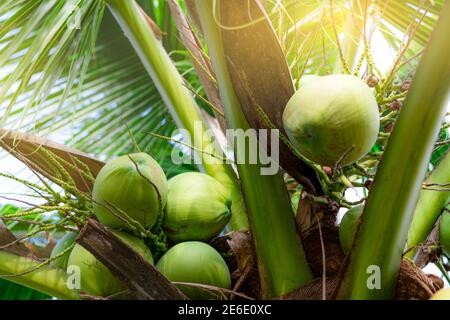 Bunch of coconut on coconut tree. Tropical fruit. Palm tree with green leaves and fruit. Coconut tree in Thailand. Coconut plantation. Agriculture. Stock Photo