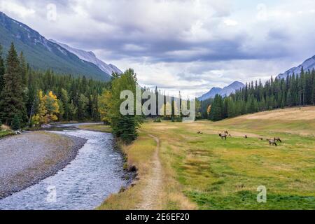 A herd of wild elk foraging and rest in prairie by the Bow river riverside at forest edge in autumn foliage season. Banff National Park Stock Photo